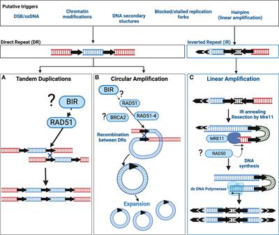 Life in plastic, it’s fantastic! How Leishmania exploit genome instability to shape gene expression